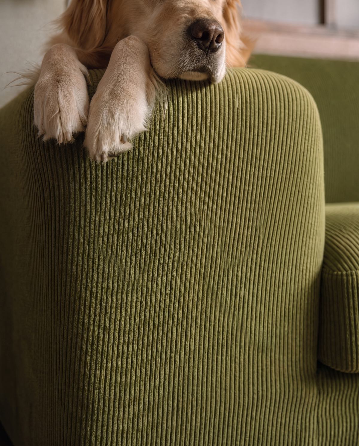 Ein Golden Retriever legt die Schnauze auf die Armlehne eines Sofas mit olivgrünem Cord-Bezug von Casamé